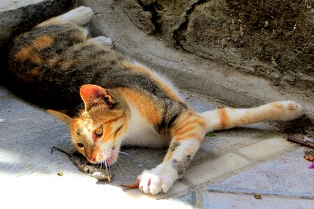 Velvet paw animal young cat photo