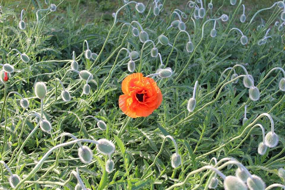 Wildflower flower floral