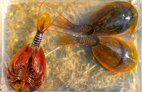 Lepidurus apus lake shore crustacean