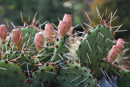 Succulent flower prickly photo