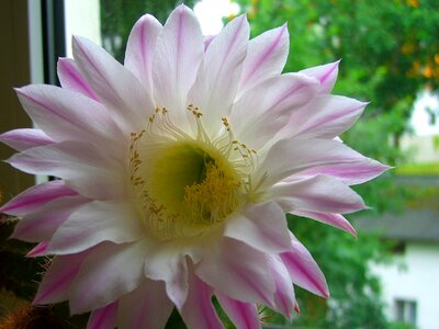 Exotic close up bloom