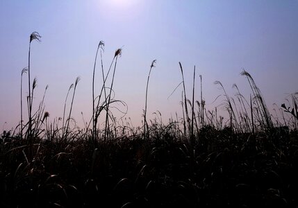 Reed glow backlight