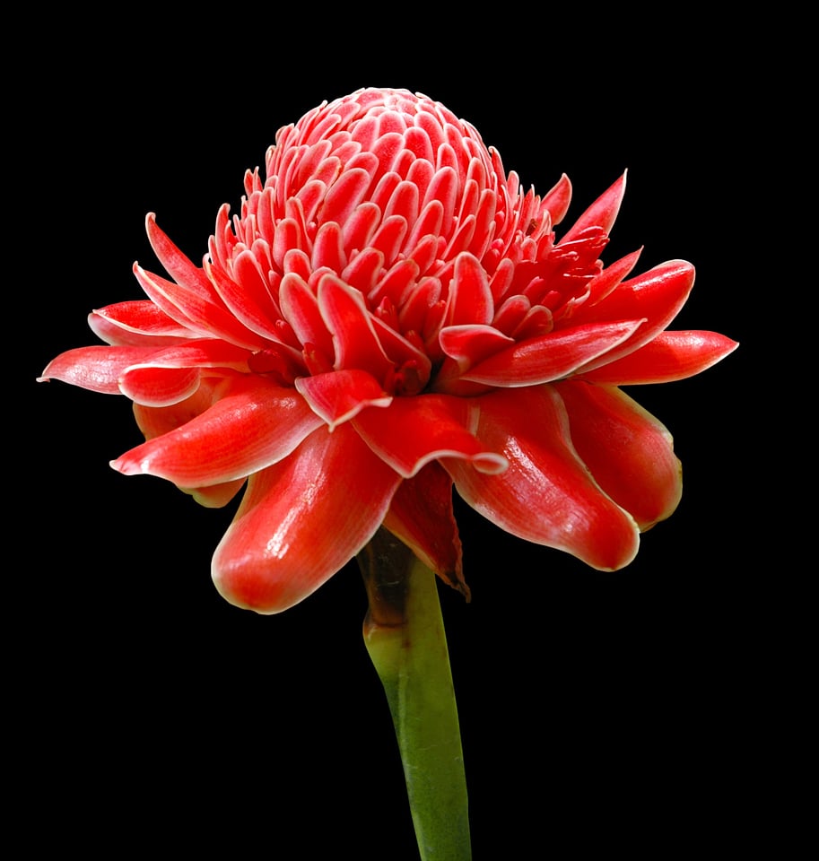 Flower exotic red photo