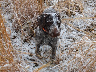 Pet hunt canine photo