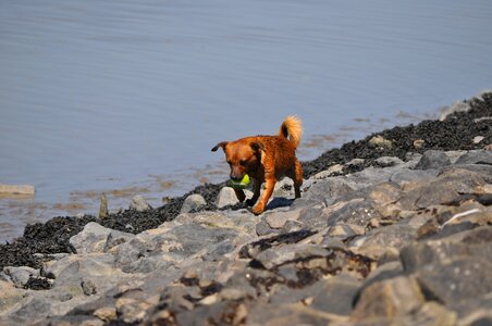 Dog training north sea tennis ball