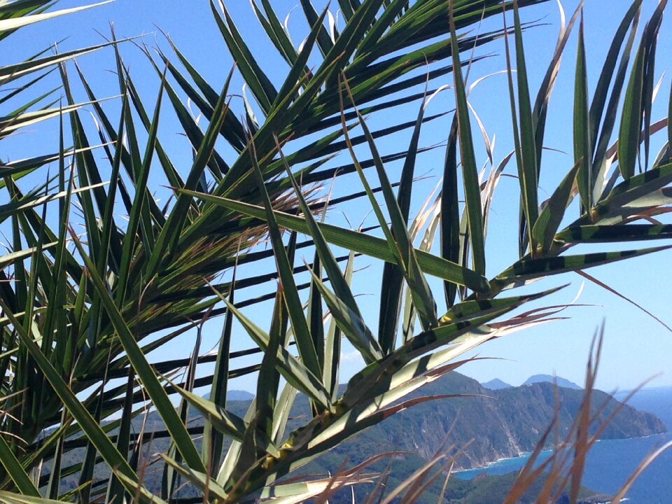Palm tree summer fan palm