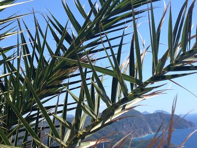 Palm tree summer fan palm