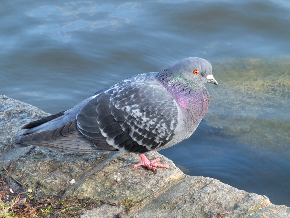 Bird wildlife