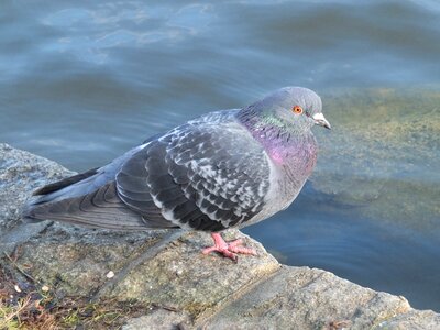 Bird wildlife