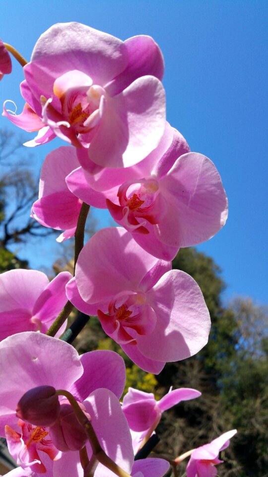 Flower nature pink flower