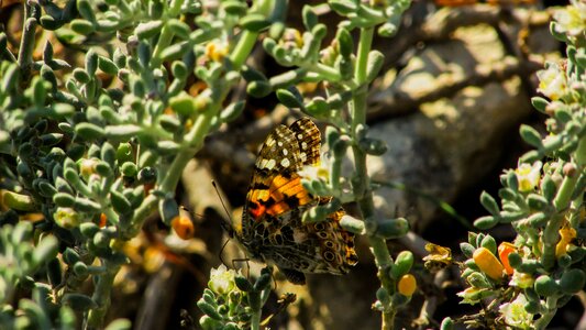 Nature cyprus working