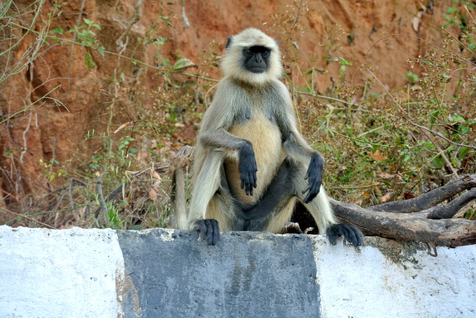 Langur wildlife primate