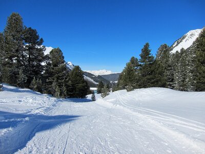 Landscape conifer trees photo