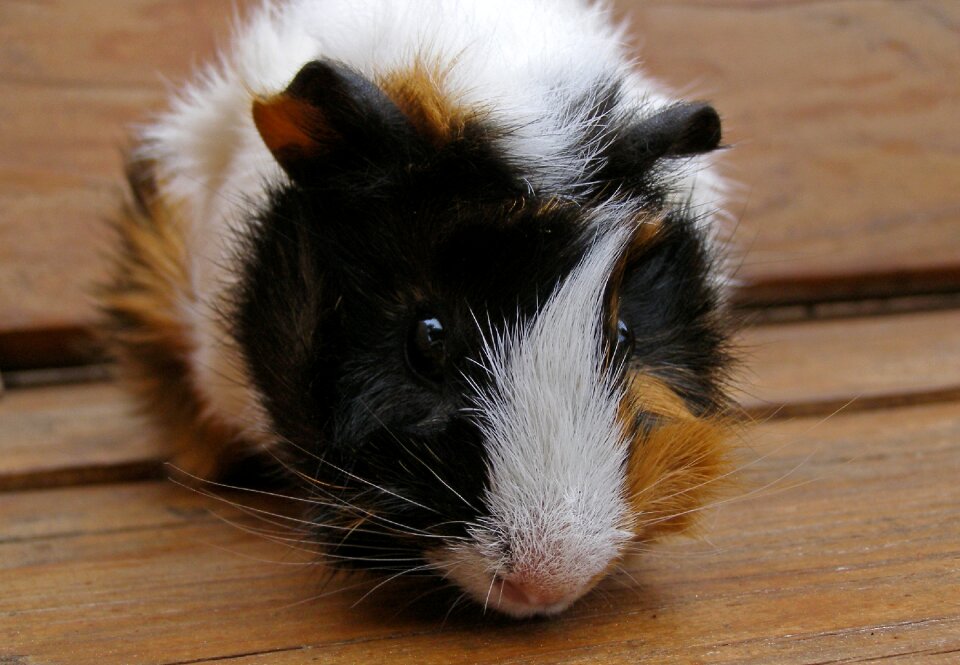 Rodent animal cavia porcellus