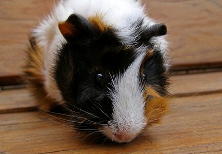 Rodent animal cavia porcellus photo