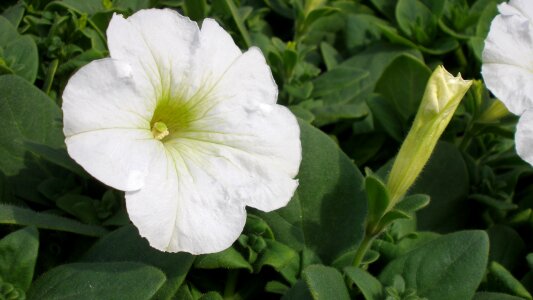 Plant natural flower bed
