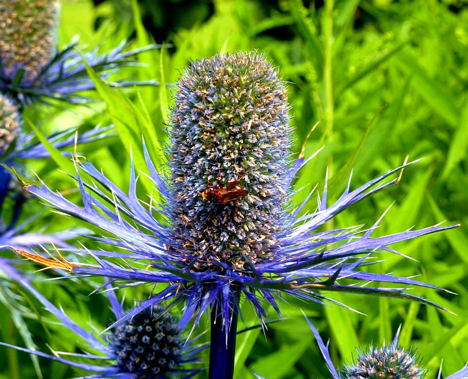 Blue nature dry meadow