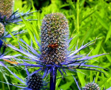 Blue nature dry meadow