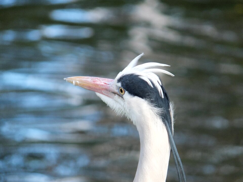 Wildlife nature