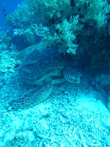 Marine life underwater diving