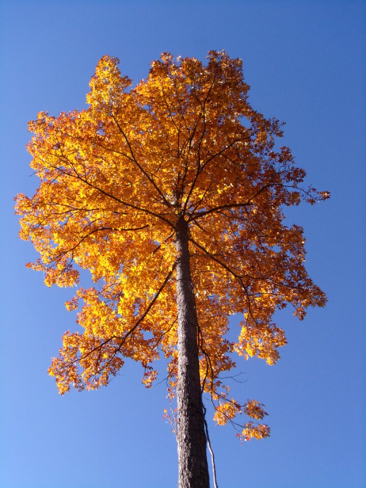 Foliage tree