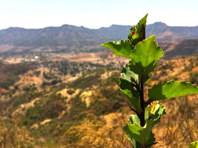 Agriculture leaf plant