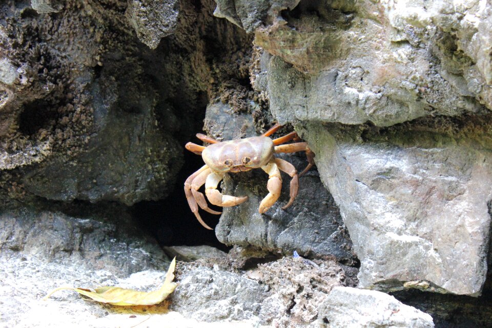 Crab nature animals