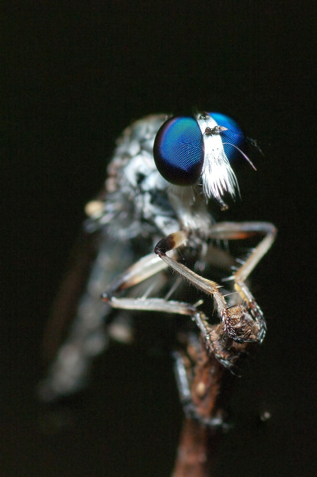 Close up legs big eyes