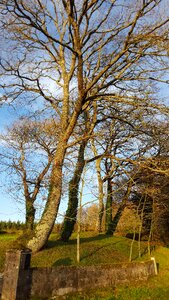 Tree galicia winter
