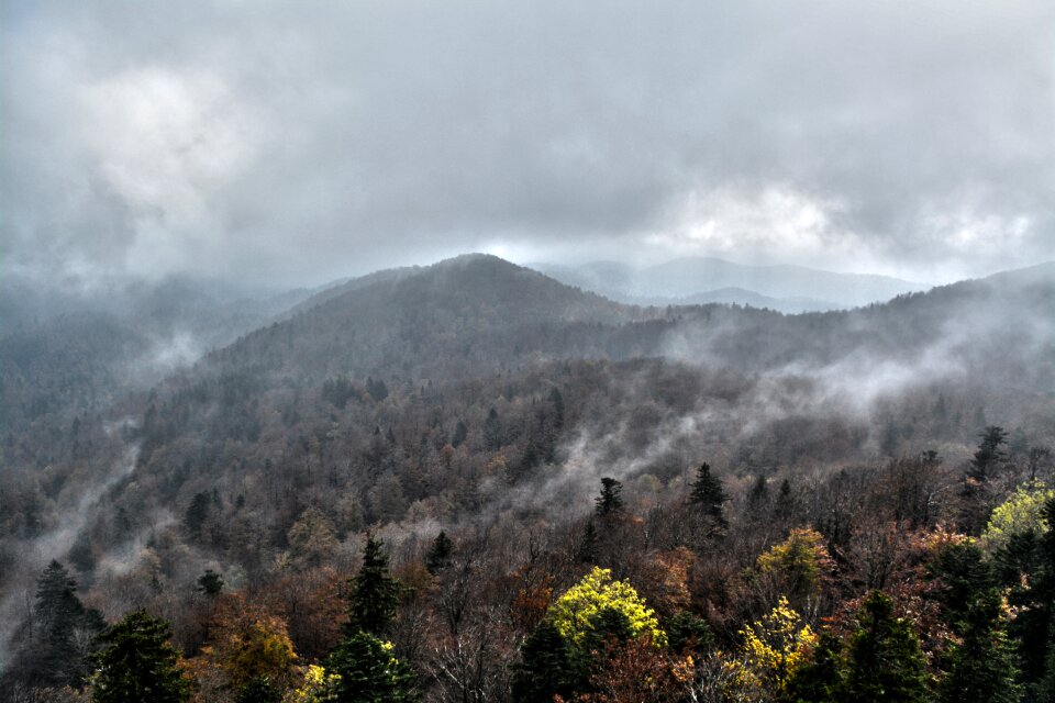 Forest forest landscape environment