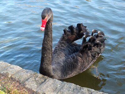 Swan animal