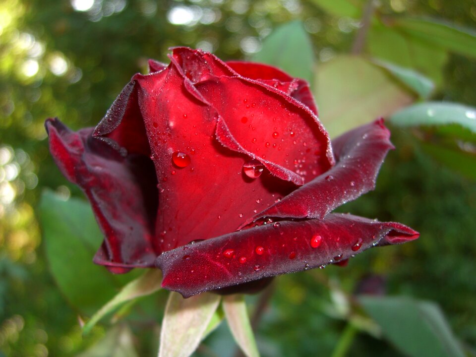 Floribunda flower plant