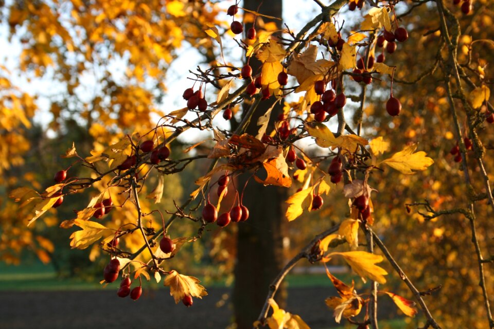 Autumn leaf fall foliage photo