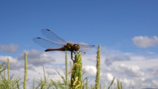 Insect natural summer vacation