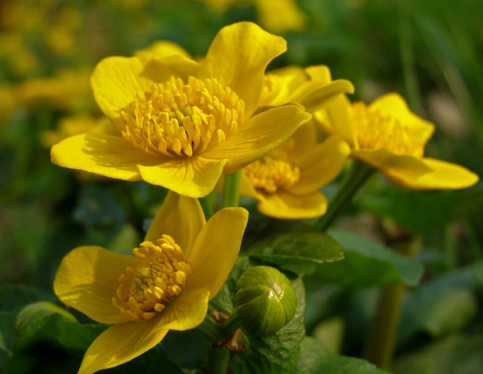 Marsh marigold mud yellow caltha palustris