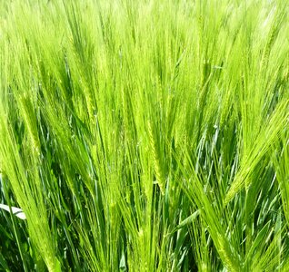 Nature cereals summer