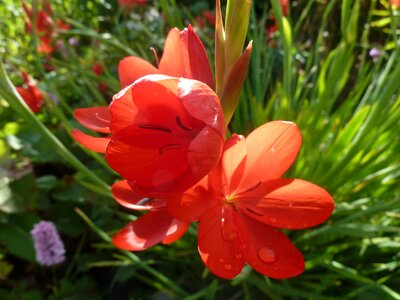 Beautiful red summer flower photo