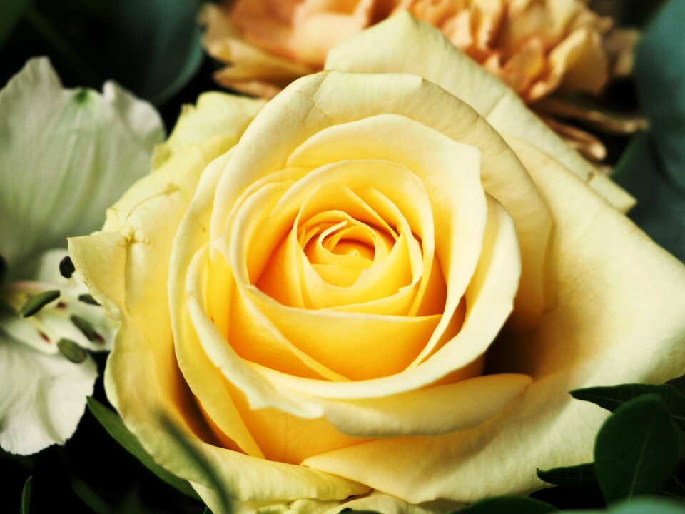 Bouquet delicate flowers yellow flowers