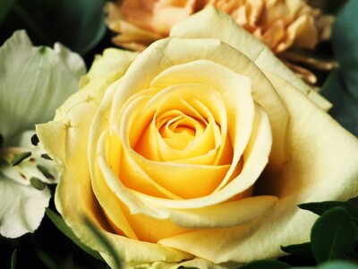 Bouquet delicate flowers yellow flowers