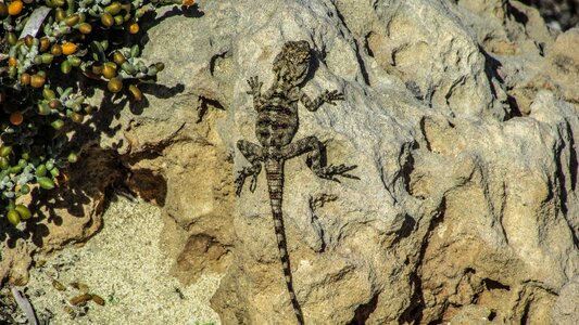 Reptile camouflage fauna
