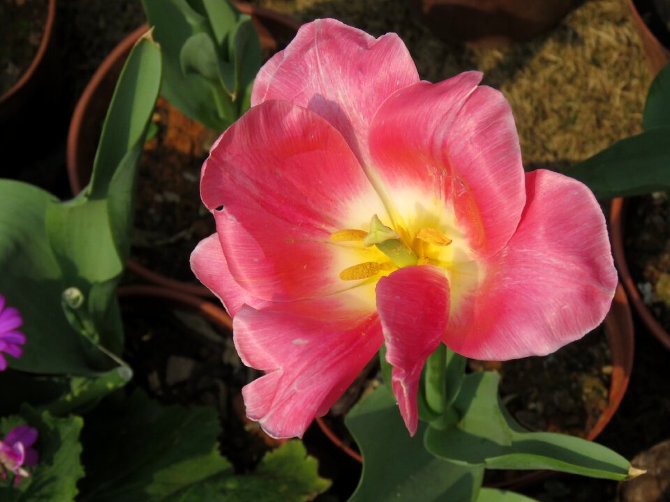 Plant nature red