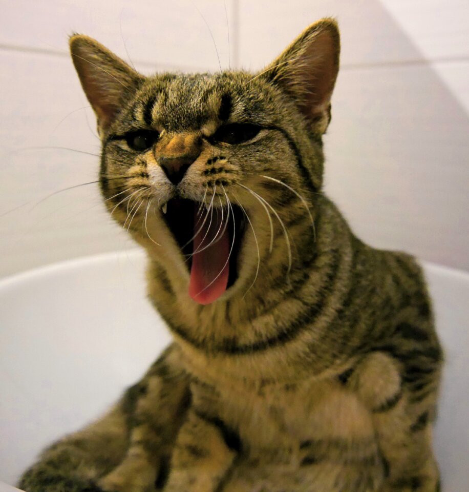 Pet angry swim