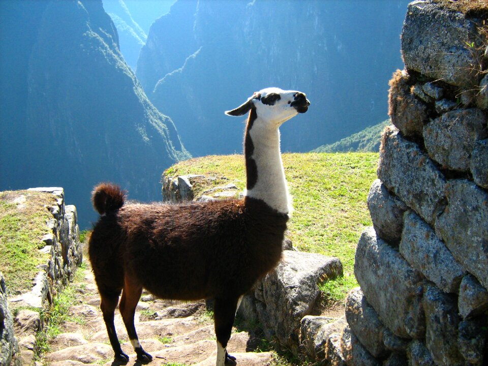 Machu picchu flame peru