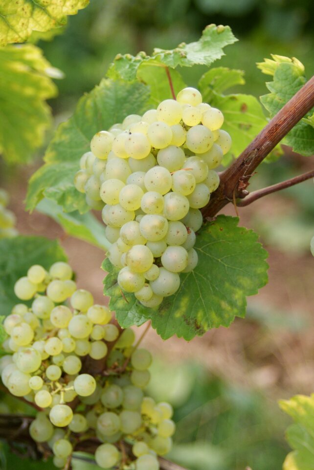 Grapes winegrowing vine