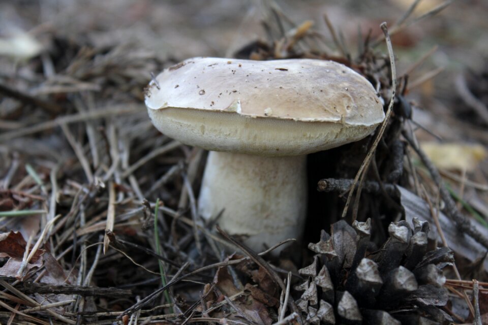 Mushrooms autumn collect