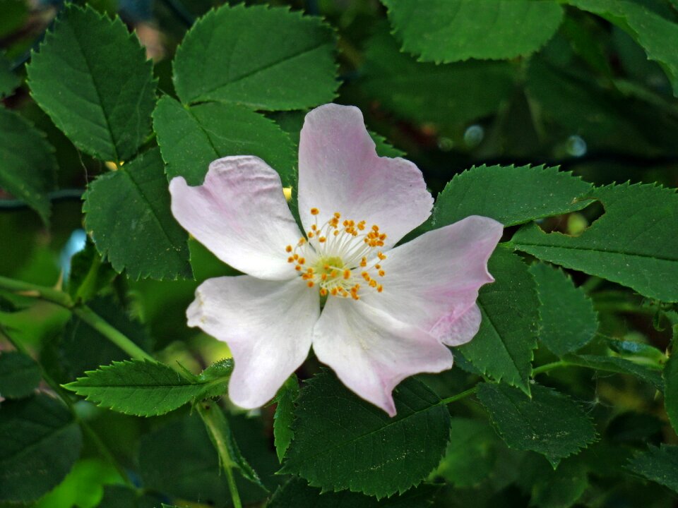 Flower blossom bloom