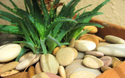 Plant flower indoor