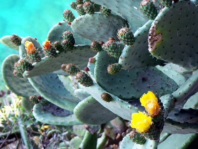 Desert wild flowers succulent