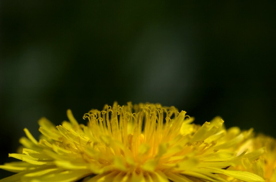 Dandelion summer