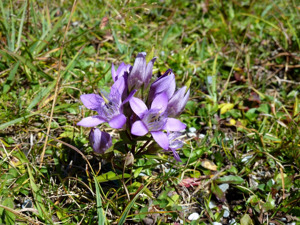 Blue wild flower mountains